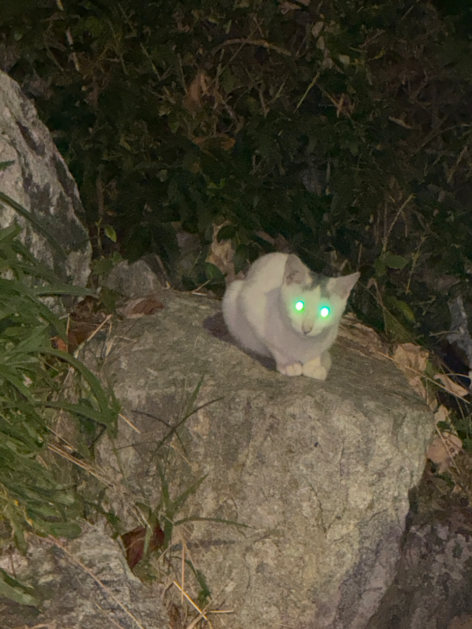 흰둥