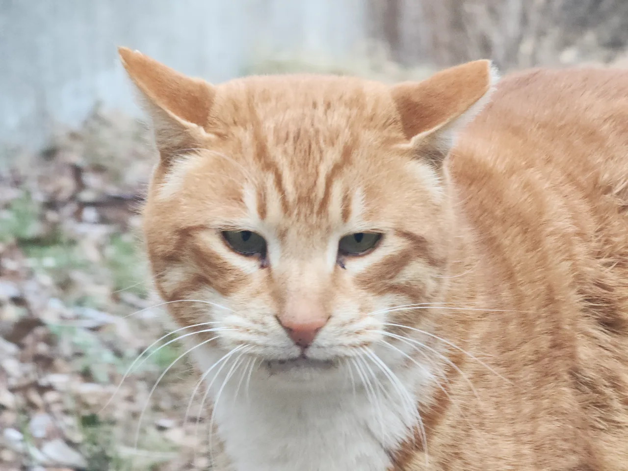 대감