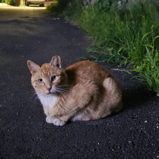 모모